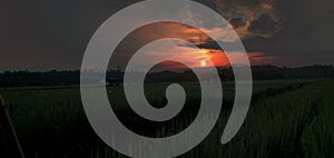 Sun light in the field