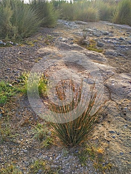 Sun light over grass bushes