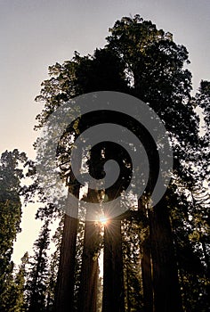 Sun light through the sequoia trees at Cedar Grove, Kings Canyon National Park California