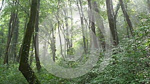 Sun light shines through rain forest In wild exotic tropical park