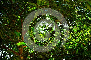 Sun light shining through green mango tree branches and leaves