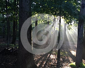 Sun light shinning through the trees in the back yard.