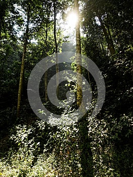 Sun light streaming into a rainforest