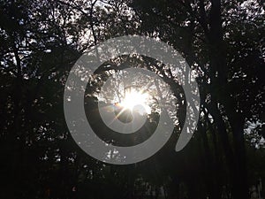 Sun light under the tree in the garden.