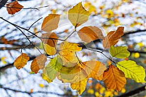 Sun lighted colorful autumn leaves photo