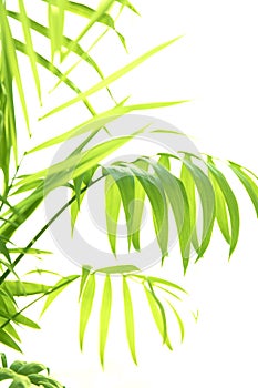 Sun lights through palm leaves. Soft focus bright image