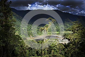 Sun lights up the jungle, Amazon, Ecuador