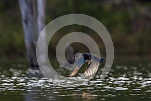 Sun Lit Cupped Wings of Wood Duck in Flight