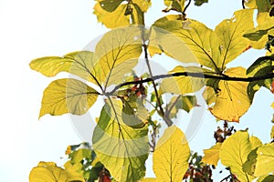 Sun lit leaves