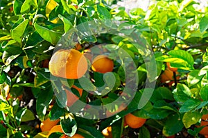 Sun lit orange sanguinelli tree close-up with fruits growing on it. Light, fresh, organic background