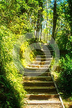 Sun-lit stairway in the forest