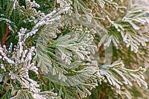 The sun lit up the Thuja tree at sunrise. An evergreen coniferous tree in the cold. Details, close-up