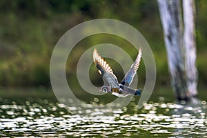 Sun Lit Wings of Male Wood Duck in Flight