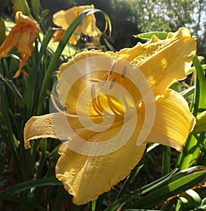 Sun-lit Yellow Flower