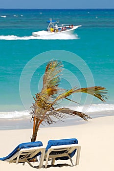 Sun lounger and palm on beach