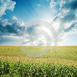 Sun in low clouds over field with green maize