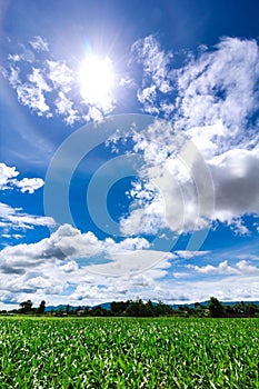 The sun in the mid day blue sky and green field