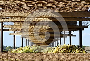 Sun Muscat Grapes On Wire Mesh Tier.