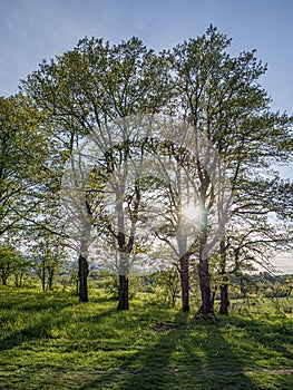 Sun through the oak trees.  Village life. Abandoned places. Forgotten people. natural living.