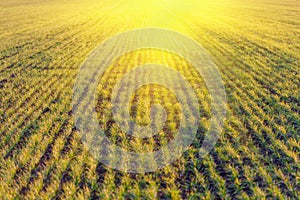 Sun over agricultural field