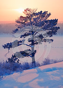 Sun over lonely pine tree and siberian  river Tom under the snow and ice at evening sunset time in winter