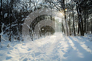 The sun over the path in the winter forest