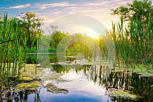 Sun over pond in forest