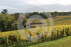 Sun over Winery in Saint Emilion