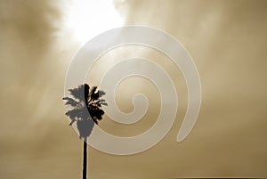 Sun and Palm Background