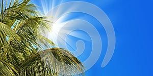 Sun, palm tree and blue sky