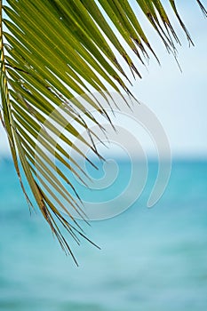 Sun Through Palm Tree Leaves On Carribean Dominican Republic.Palm Tree With Coconut Moving in The Wind On Blue Sky