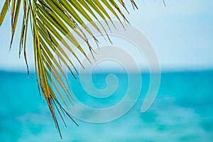 Sun Through Palm Tree Leaves On Carribean Dominican Republic.Palm Tree With Coconut Moving in The Wind On Blue Sky