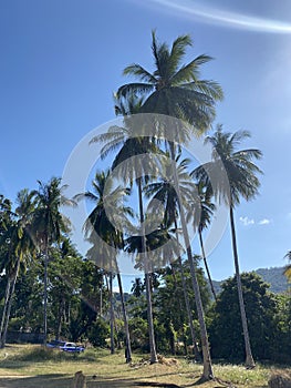 The sun palm trees 