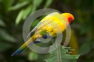 Sun Parakeet