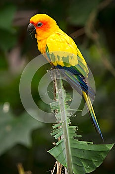 Sun Parakeet