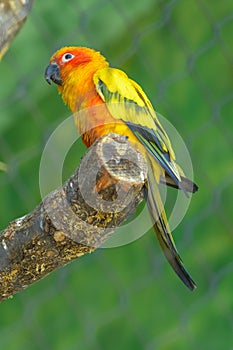 Sun parakeet