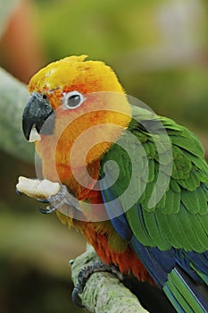 Sun parakeet, also known in aviculture as the sun conure