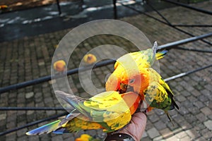 The sun parakeet, also known in aviculture as the sun conure