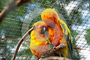 Sun parakeet, also known in aviculture as the sun conure, Aratinga solstitialis