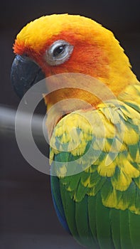 The sun parakeet, also known in aviculture as the sun conure, is a medium-sized, vibrantly colored parrot native to northeastern S