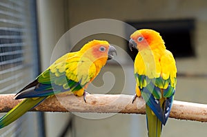 Sun Parakeet. Aratinga solstitialis photo