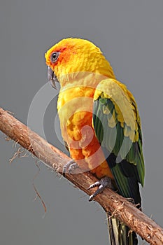 The sun parakeet Aratinga solstitialis