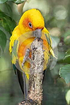 Sun parakeet (Aratinga solstitialis)