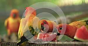 The sun parakeet (Aratinga solstitialis), also known in aviculture as the sun conure.