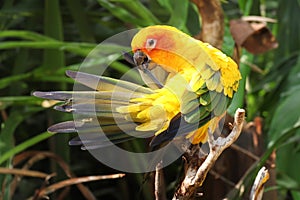 Sun parakeet (Aratinga solstitialis)