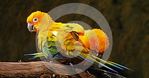 Sun Parakeet, aratinga solstitialis, Pair doing Feather Preening Session, Pair Grooming