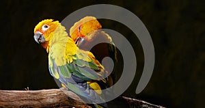 Sun Parakeet, aratinga solstitialis, Pair doing Feather Preening Session, Pair Grooming