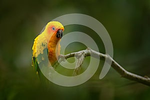 Sun Parakeet, Aratinga solstitialis, rare parrot from Brazil and French Guiana. Portrait yellow green parrot with red head. Bird f photo