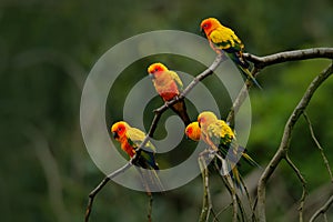 Sun Parakeet, Aratinga solstitialis, rare parrot from Brazil and French Guiana. Portrait yellow green parrot with red head. Bird f photo