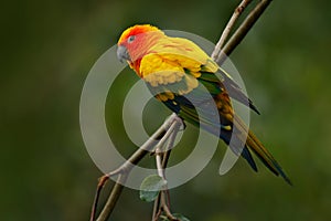 Sun Parakeet, Aratinga solstitialis, rare parrot from Brazil and French Guiana. Portrait yellow green parrot with red head. Birrd photo